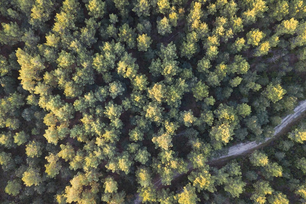 CLAIRIÈRE ET CANOPÉE : LA MÉTHODE