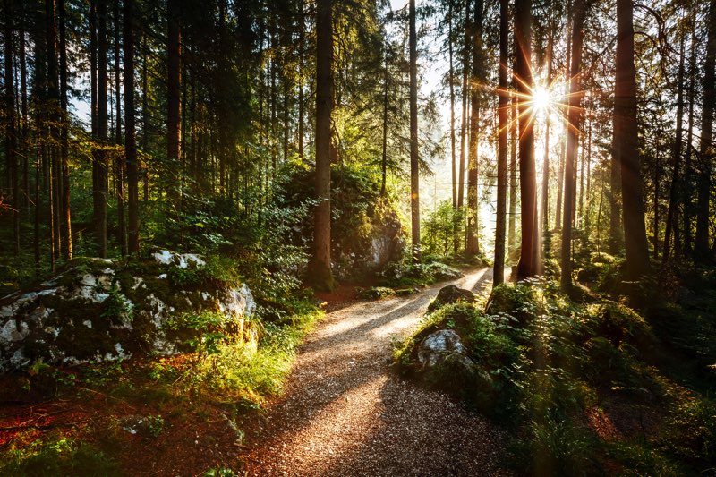 Forêt et santé : 7 bonnes raisons de marcher en forêt !