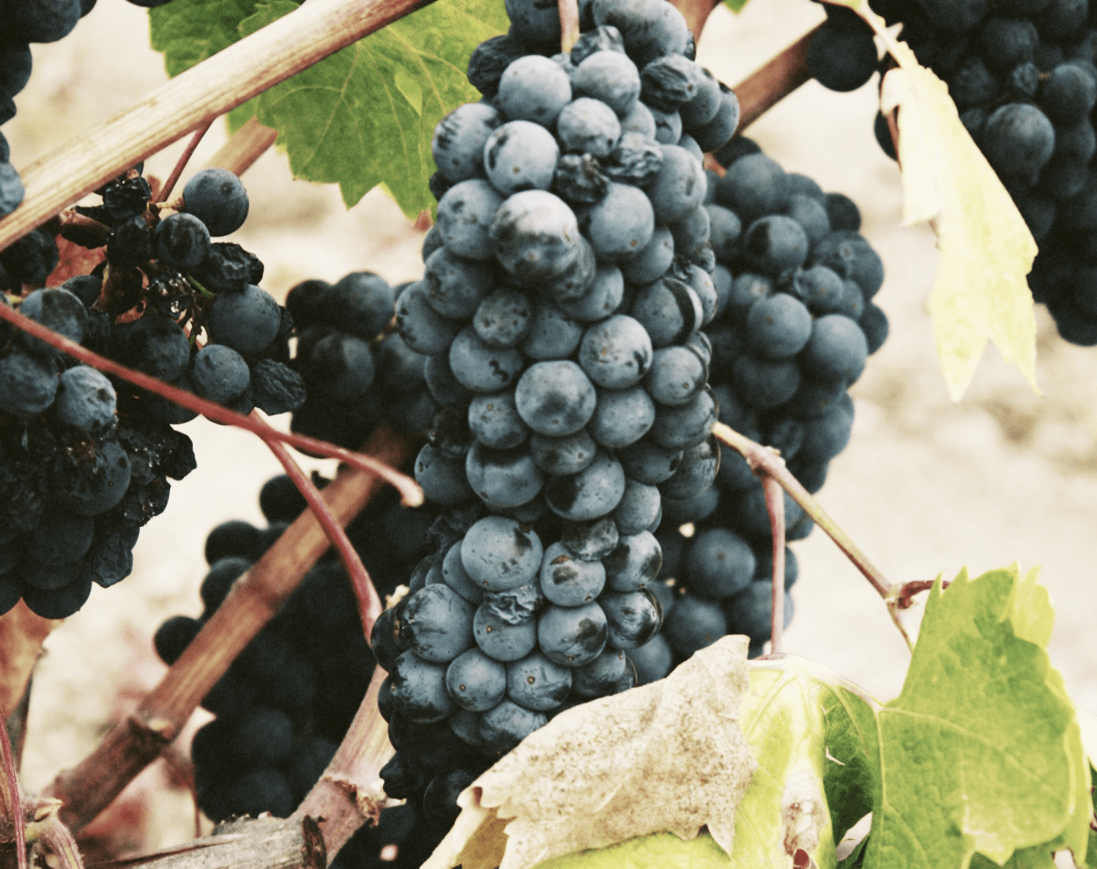 SEPTEMBRE : LA PLEINE SAISON DU RAISIN