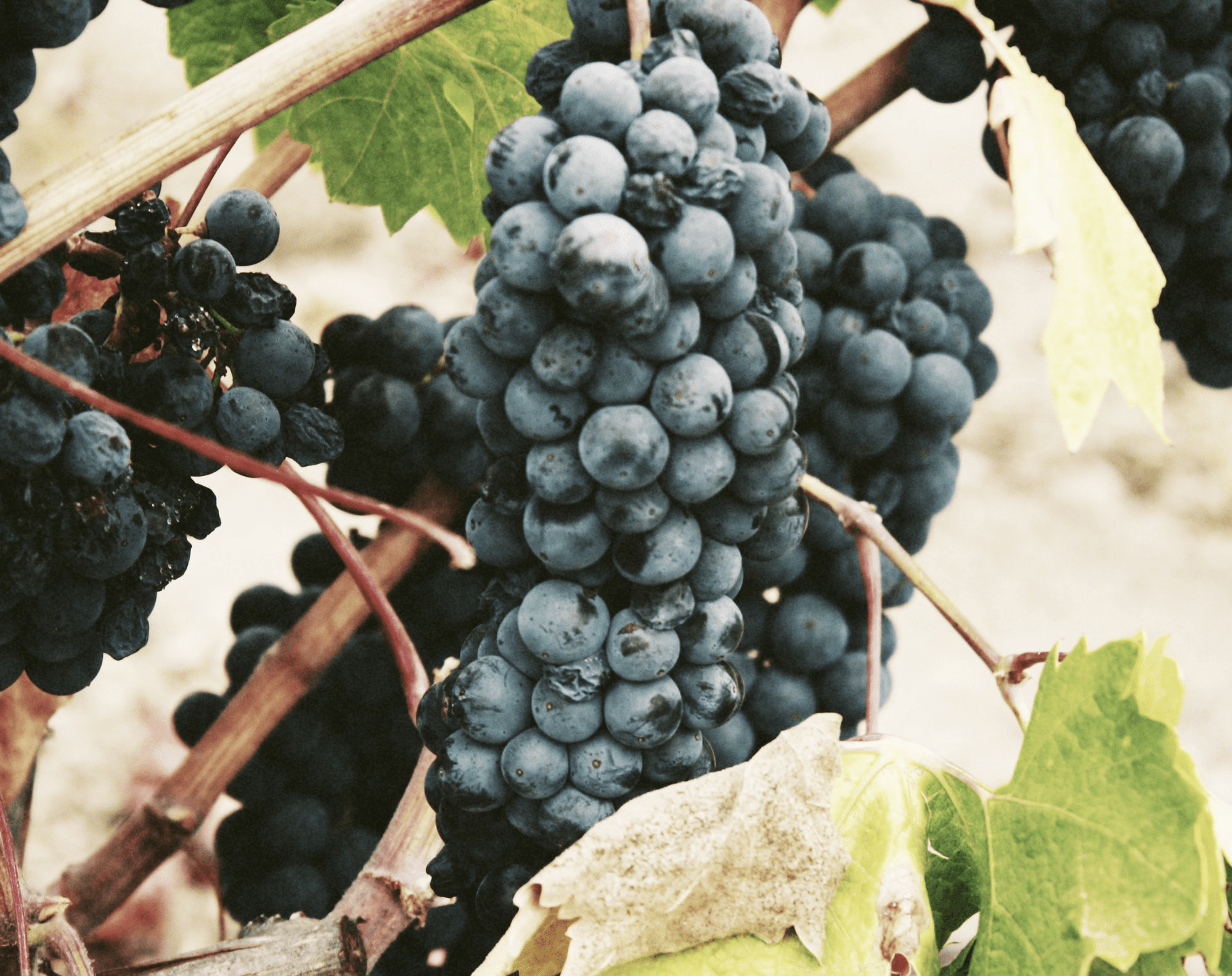 La pleine saison du raisin