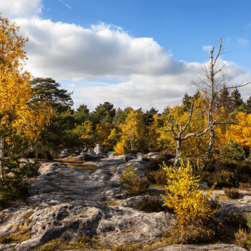 Forêt et Rochers, Fontainebleau, Île de France